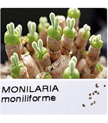 Amazon.co.jp: お試し栽培セット うさぎの耳 モニラリア 多肉植物 育て